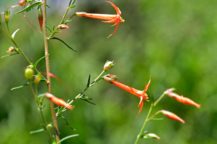 Ipomopsis aggregata, Skyrocket